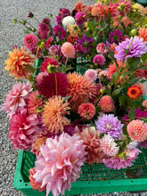 Load image into Gallery viewer, A Bag of Growers Choice SECONDS Mixed Dahlia Tubers - 10 Tuber Bundle
