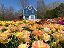 Load image into Gallery viewer, Petals with Purpose Fundraiser