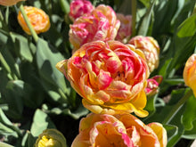 Load image into Gallery viewer, Double Blizz