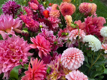 Load image into Gallery viewer, A Bag of Growers Choice SECONDS Mixed Dahlia Tubers - 10 Tuber Bundle