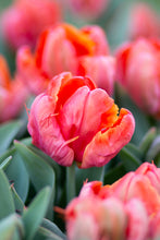 Load image into Gallery viewer, Ad Rem parrot tulip. A bride red and orange tulip.