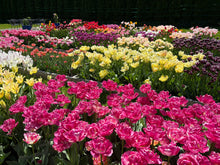 Load image into Gallery viewer, Petals with Purpose Fundraiser