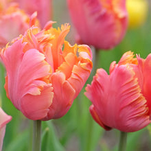 Load image into Gallery viewer, Amazing Parrot' is a flamboyant, late-spring blooming parrot tulip known for its large, ruffled, and feathered petals in vibrant shades of salmon-rose, hot pink, and warm orange.