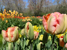 Load image into Gallery viewer, Apricot parrot tulip blooms