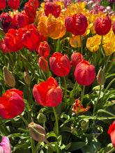 Load image into Gallery viewer, a picture of a group of parrot tulip flowers