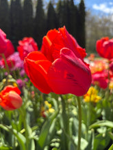 Load image into Gallery viewer, a red Avingnon Parrot Tulip flower in a fied