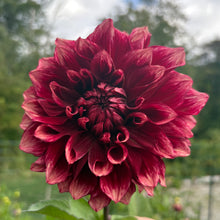 Load image into Gallery viewer, Bloomquist York