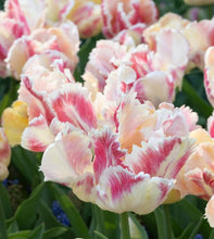 Load image into Gallery viewer, The Blushing Parrot tulip is an exotic, large-blooming parrot tulip known for its striking, feathery petals that shift colors from yellow and purple-crimson to white with magenta stripes, and finally to a peach-and-yellow blend
