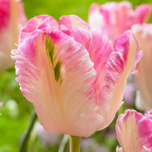 Load image into Gallery viewer, Tulip 'Cabanna' Parrot is a recently introduced parrot tulip that is either white with pink or pink with white, sometimes with a green accent.