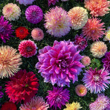 Load image into Gallery viewer, A Bag of Growers Choice SECONDS Mixed Dahlia Tubers - 10 Tuber Bundle
