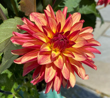 Load image into Gallery viewer, Fidalgo Julie