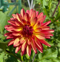 Load image into Gallery viewer, Fidalgo Julie