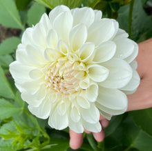 Load image into Gallery viewer, Hillcrest Amour