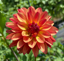 Load image into Gallery viewer, Fidalgo Julie