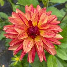 Load image into Gallery viewer, Fidalgo Julie