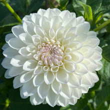 Load image into Gallery viewer, Hillcrest Amour