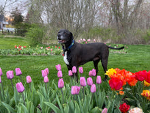 Load image into Gallery viewer, Tulip Vase- Blue and Orange #1