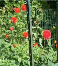 Load image into Gallery viewer, Intrigue