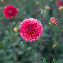 Load image into Gallery viewer, Intrigue