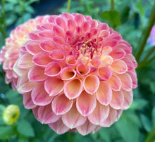 Load image into Gallery viewer, L.A.T.E.