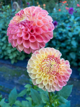 Load image into Gallery viewer, L.A.T.E.