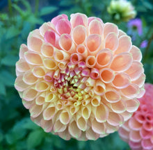 Load image into Gallery viewer, L.A.T.E.