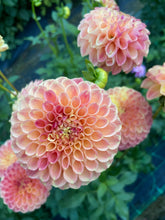 Load image into Gallery viewer, L.A.T.E.