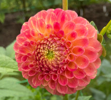 Load image into Gallery viewer, L.A.T.E.