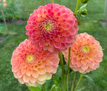 Load image into Gallery viewer, L.A.T.E.