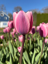Load image into Gallery viewer, a pink and purple darwin hybrid tulip flower