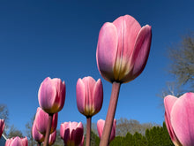 Load image into Gallery viewer, a closeup of a tulip flower along a bright blue sky
