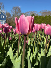 Load image into Gallery viewer, Light and Dreamy Tulip