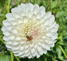 Load image into Gallery viewer, Hillcrest Amour