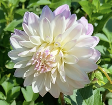 Load image into Gallery viewer, Hillcrest Amour