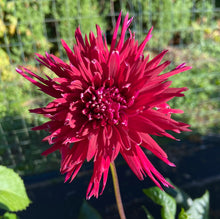 Load image into Gallery viewer, U-7