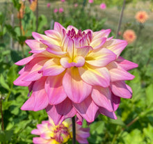 Load image into Gallery viewer, Bahama Mama