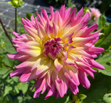 Load image into Gallery viewer, Bahama Mama