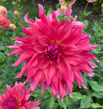 Load image into Gallery viewer, Belle of Barmera