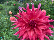 Load image into Gallery viewer, Belle of Barmera