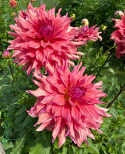 Load image into Gallery viewer, Belle of Barmera