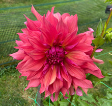 Load image into Gallery viewer, Belle of Barmera
