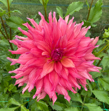 Load image into Gallery viewer, Belle of Barmera