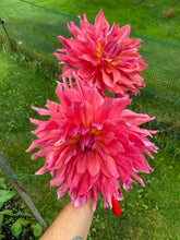 Load image into Gallery viewer, Belle of Barmera