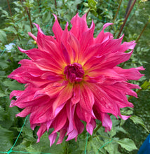 Load image into Gallery viewer, Belle of Barmera