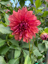 Load image into Gallery viewer, Belle of Barmera