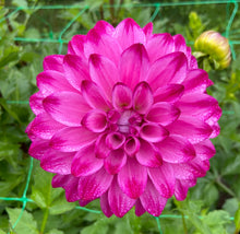 Load image into Gallery viewer, Bloomquist Vivian R