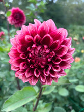 Load image into Gallery viewer, Bloomquist York