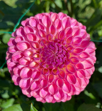 Load image into Gallery viewer, Caitlin's Joy