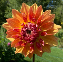 Load image into Gallery viewer, Canby Crazy