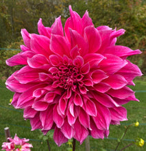 Load image into Gallery viewer, Emory Paul